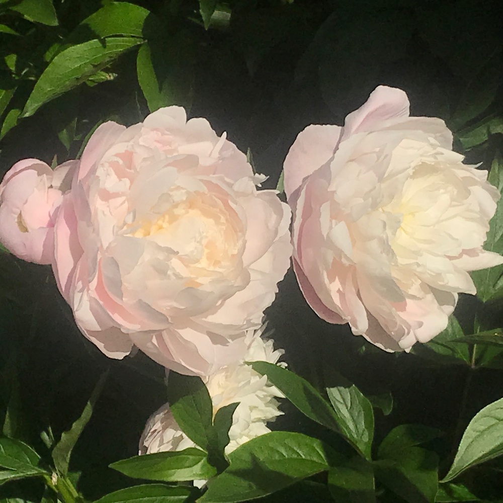 Meet your Posher, Muriel